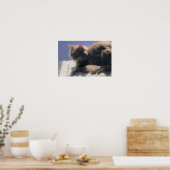 Maine Coon Cat Photo Poster (Keuken)