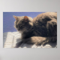 Maine Coon Cat Photo Poster