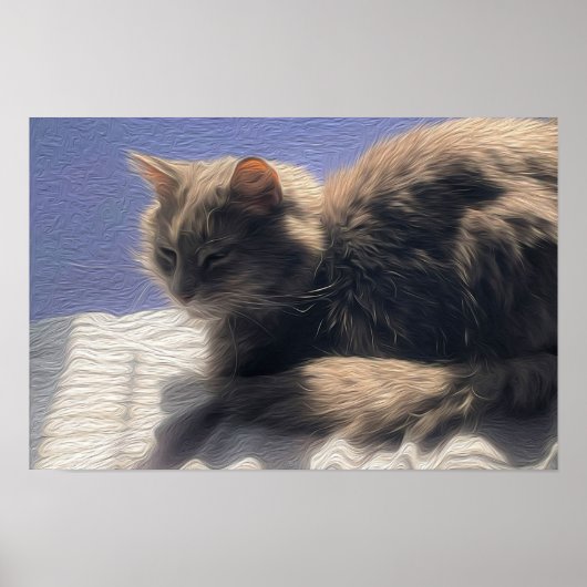 Maine Coon Cat Photo Poster (Voorkant)