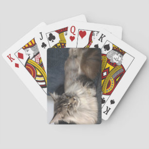 Maine Coon Cat Pokerkaarten