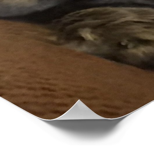 Maine Coon Cat Poster (Hoek)