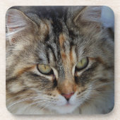 Maine Coon cat Potrait Drankjes Onderzetter (Voorkant)