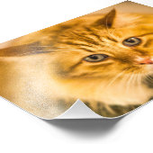 MAINE COON CAT STARE DOOD FOTO AFDRUK (Hoek)