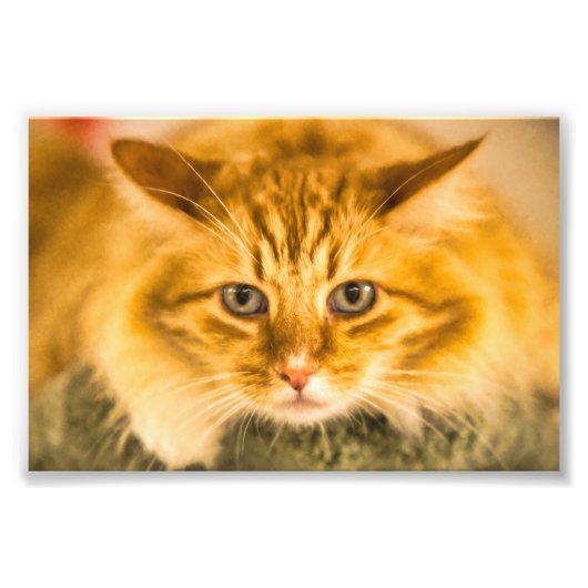 MAINE COON CAT STARE DOOD FOTO AFDRUK (Voorkant)