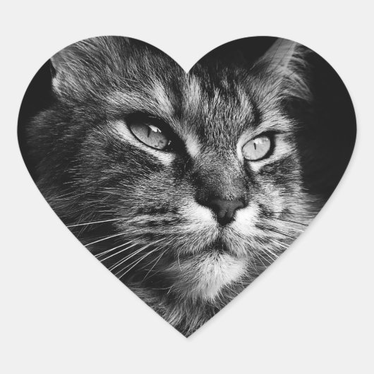 Maine Coon Cat stickers (Voorkant)