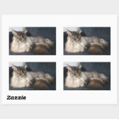 Maine Coon Cat Stickers (Vel)