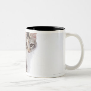 Maine Coon cat Tweekleurige Koffiemok