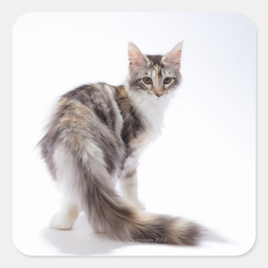 Maine Coon cat Vierkante Sticker (Voorkant)