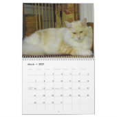 Maine Coon Cats Kalender (Mar 2027)