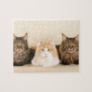 Maine Coon Cats Legpuzzel