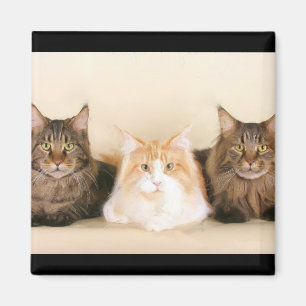 Maine coon Cats Magnet Magneet