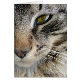 Maine Coon Cat's oog