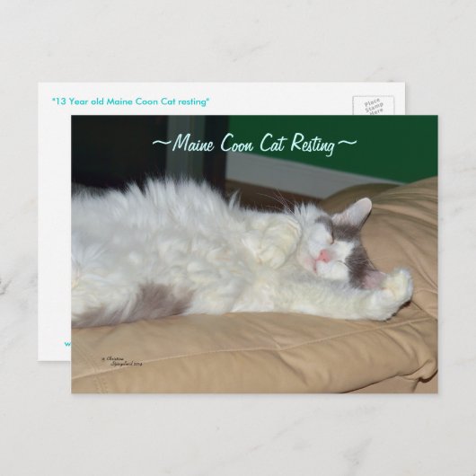 Maine Coon chat dormir Carte postale (Devant / Derrière)