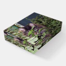 Maine Coon Cute Kitty Cat Paperweight