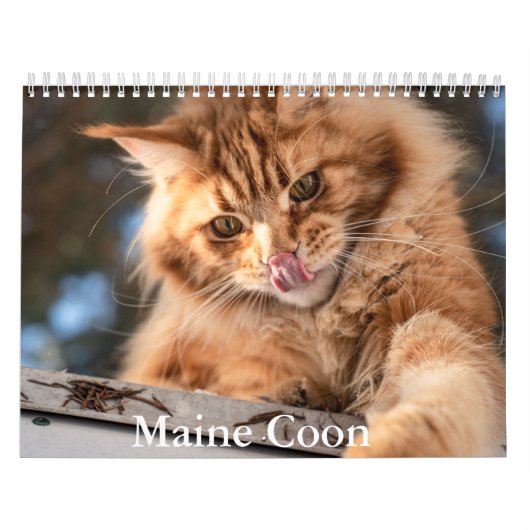 Maine Coon Kalender (Hoes)