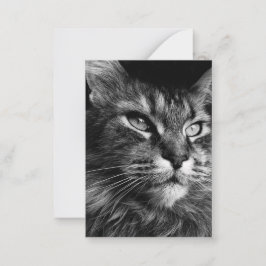 Maine coon kat 3,5 x 2,5 notitiekaartje