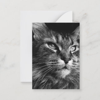Maine coon kat 3,5 x 2,5 notitiekaartje