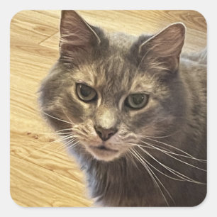 Maine Coon Kat Foto Stickers