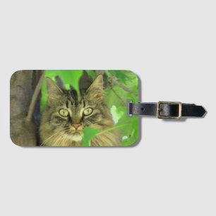 Maine Coon Kat in Boom Bagagelabel