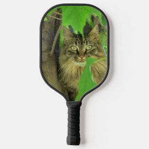 Maine Coon Kat in Boom Pickleball Paddle