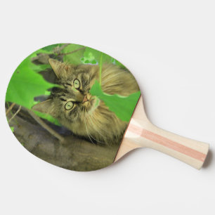 Maine Coon Kat in Boom Tafeltennisbatje