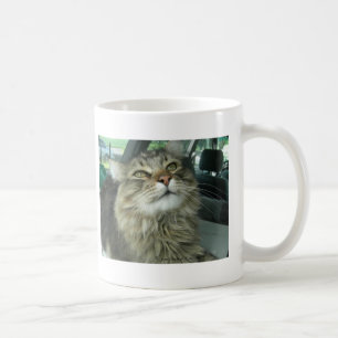 Maine Coon kat Koffiemok