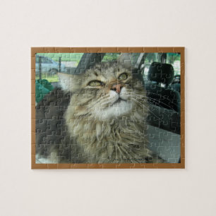 Maine Coon kat Legpuzzel