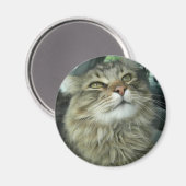 Maine Coon kat Magneet (Voorkant / Achterkant)