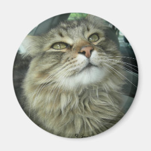 Maine Coon kat Magneet
