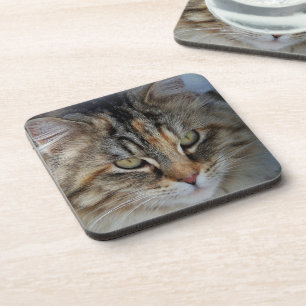 Maine Coon kat Portret Drankjes Onderzetter