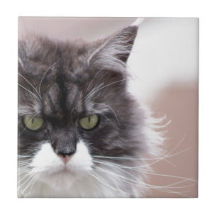Maine Coon Kat Tegeltje