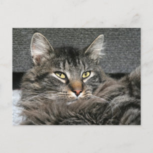 Maine Coon kattegezicht Briefkaart