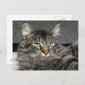Maine Coon kattegezicht Briefkaart (Voorkant / Achterkant)