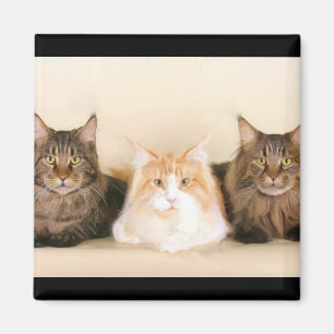 Maine coon katten magneet