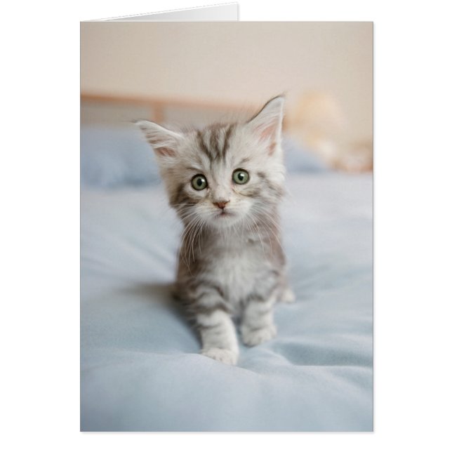 Maine Coon Kitten (Devant)