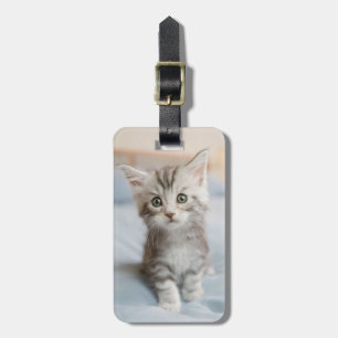 Maine Coon Kitten Bagagelabel