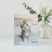 Maine Coon Kitten Briefkaart (Staand voorkant)