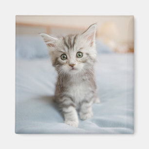 Maine Coon Kitten Magneet