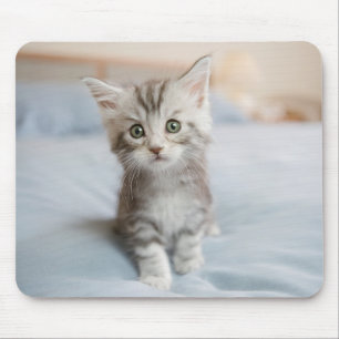 Maine Coon Kitten Muismat