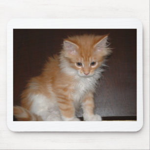 maine coon kitten.png muismat