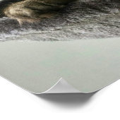 Maine Coon Kitten Poster (Hoek)