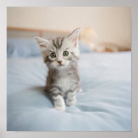 Maine Coon Kitten