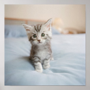 Maine Coon Kitten Poster