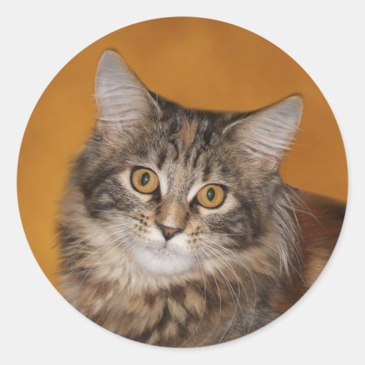 Maine Coon kitten Ronde Sticker (Voorkant)