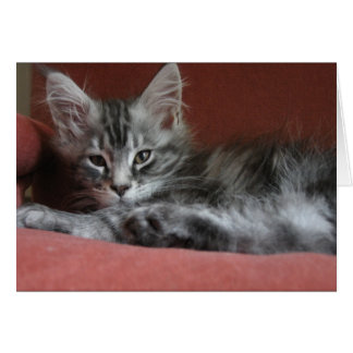 Maine Coon kitten, une jeune chatte endormie