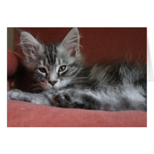 Maine Coon kitten, une jeune chatte endormie (Devant horizontal)