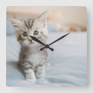 Maine Coon Kitten Vierkante Klok