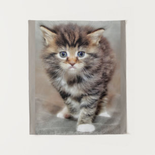 Maine Coon Kitten Wandkleed