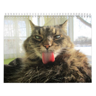 Maine Coon Kitty Cat Calendar Kalender