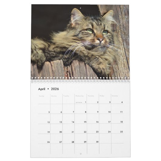 Maine Coon Kitty Cat Cute 2021 Kalender (Apr 2026)